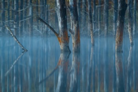 唯美意境树林图片